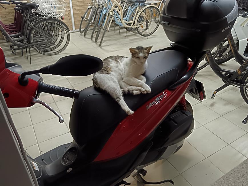 Biker Cats