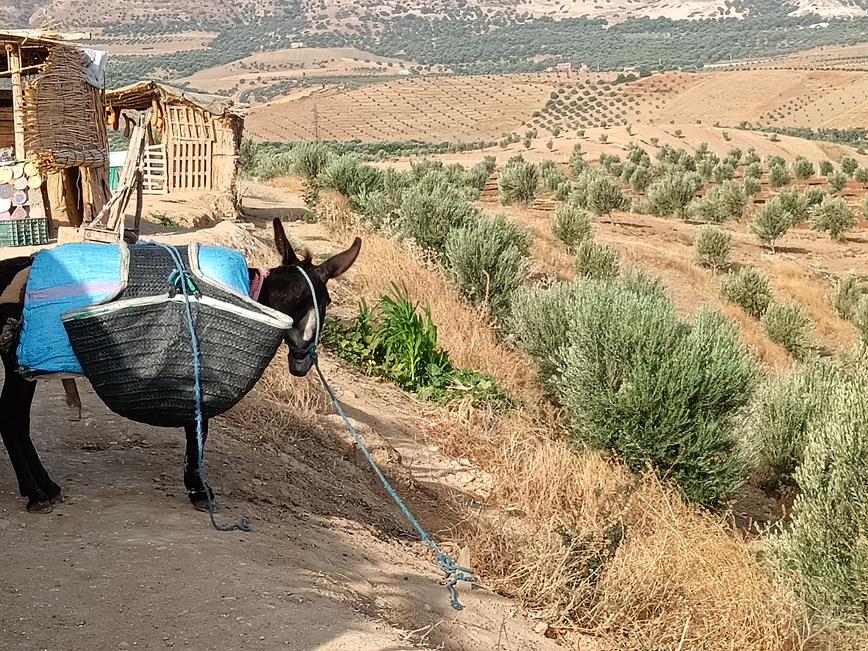 Barrage Sidi Chahed